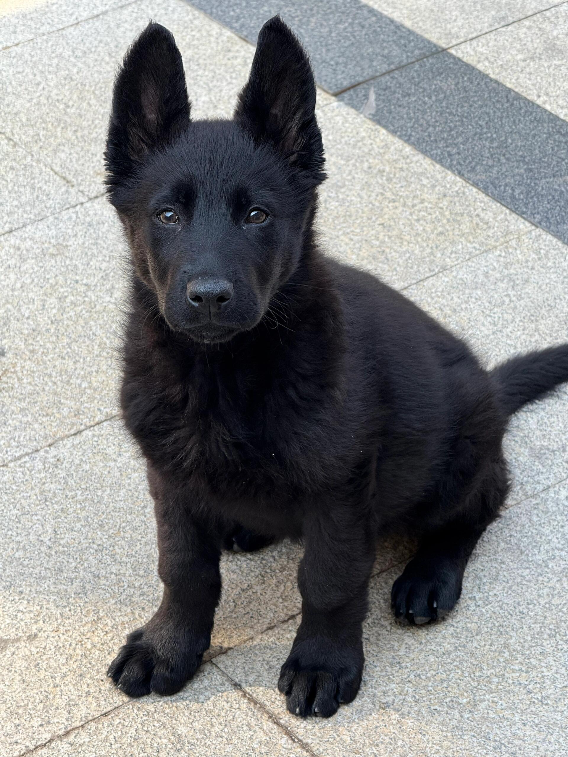 德国牧羊犬分支东德牧羊犬